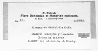 Uromyces dactylidis image